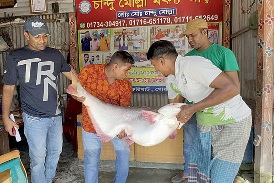 A huge fish caught in Bangladesh