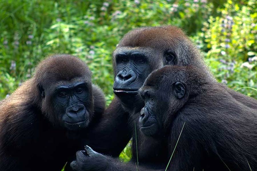 Female gorillas never forget their friends, says 20 years thorough research