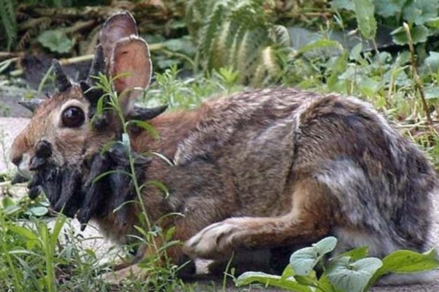 Rabbits with 'horns' in Colorado are being called 'zombie rabbits'