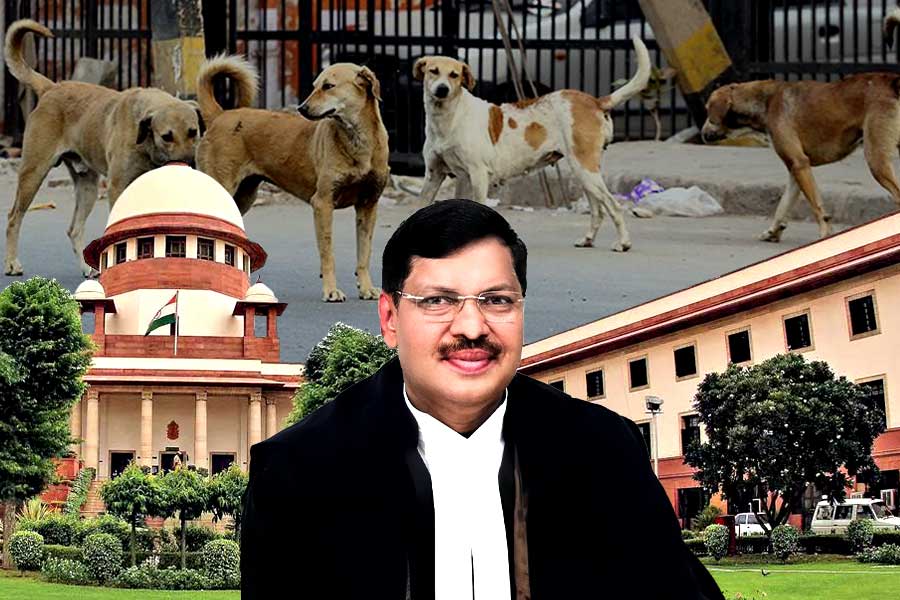 What Chief Justice said amid fury over Supreme Court's stray dog order