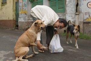 Couple allegedly harrassed and beaten during feeding stray dogs at Belgharia