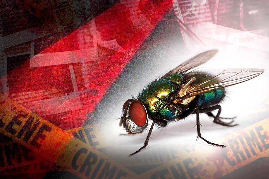 These flies can detect the perfect timing of human death