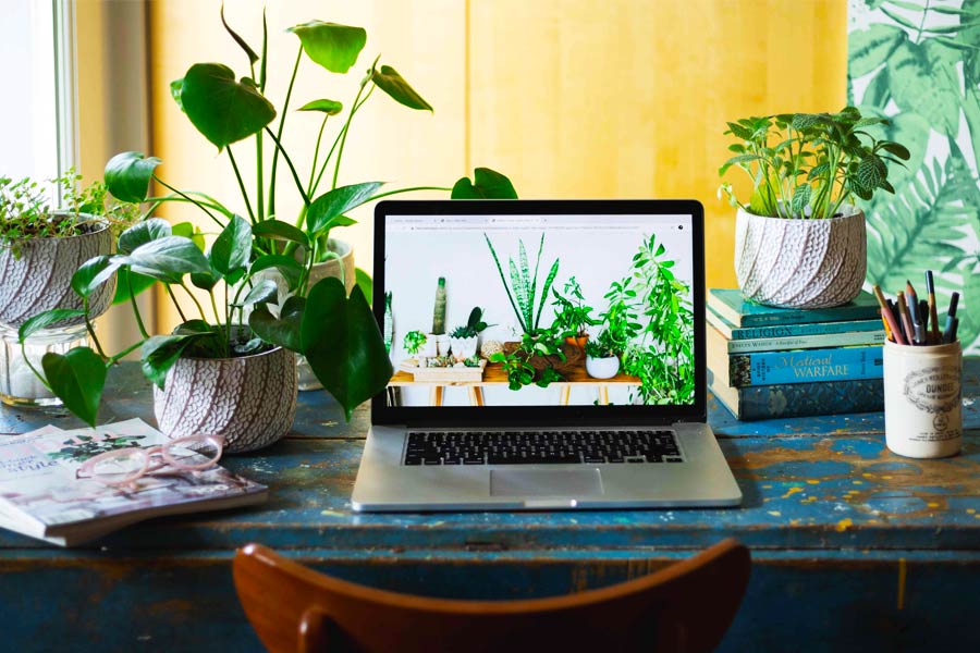 Lucky Plants for Work Desk