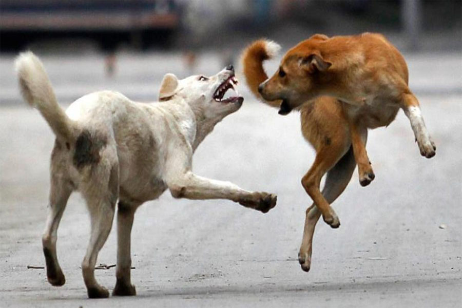 Kanpur girl attacked by street dogs 17 stitches on face