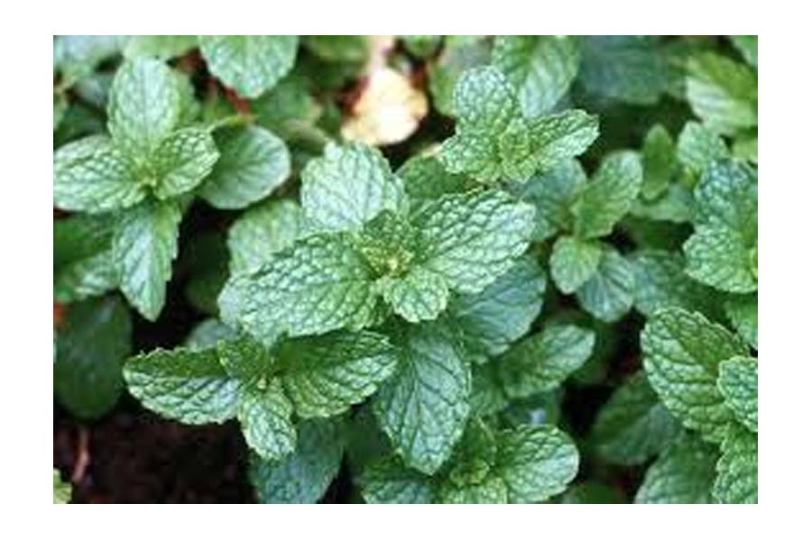 Keep these 6 plants at home to protect yourself from mosquitoes