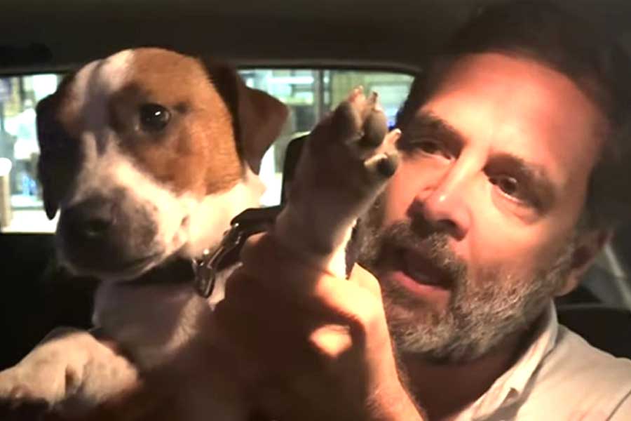 Rahul Gandhi a roaming stray politician says BJP leader Raj Purohit
