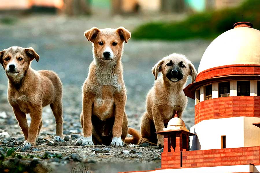 Change in Supreme Court Order, delhi stray dogs to be sterilised and released