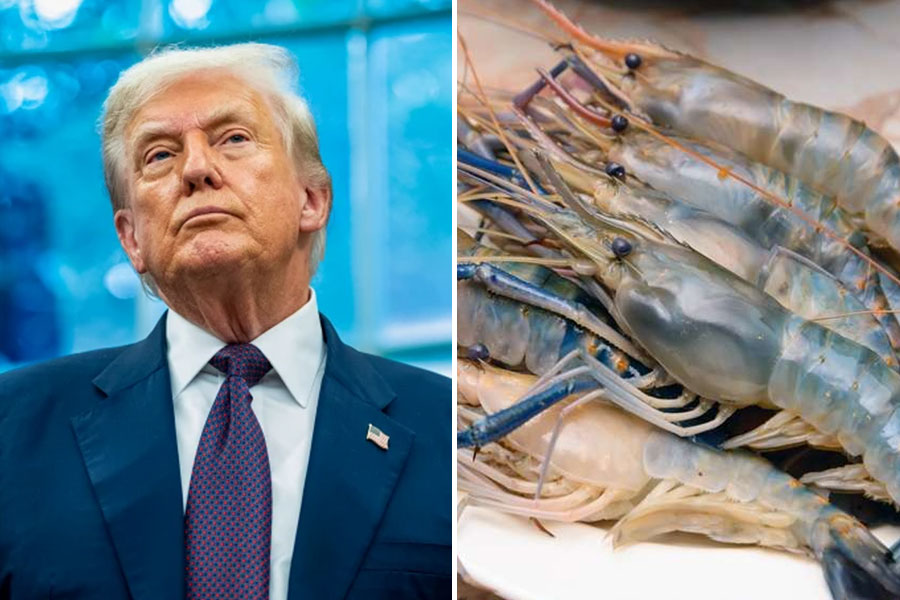 The country's shrimp exports face major losses due to Donald Trump's tariff bomb