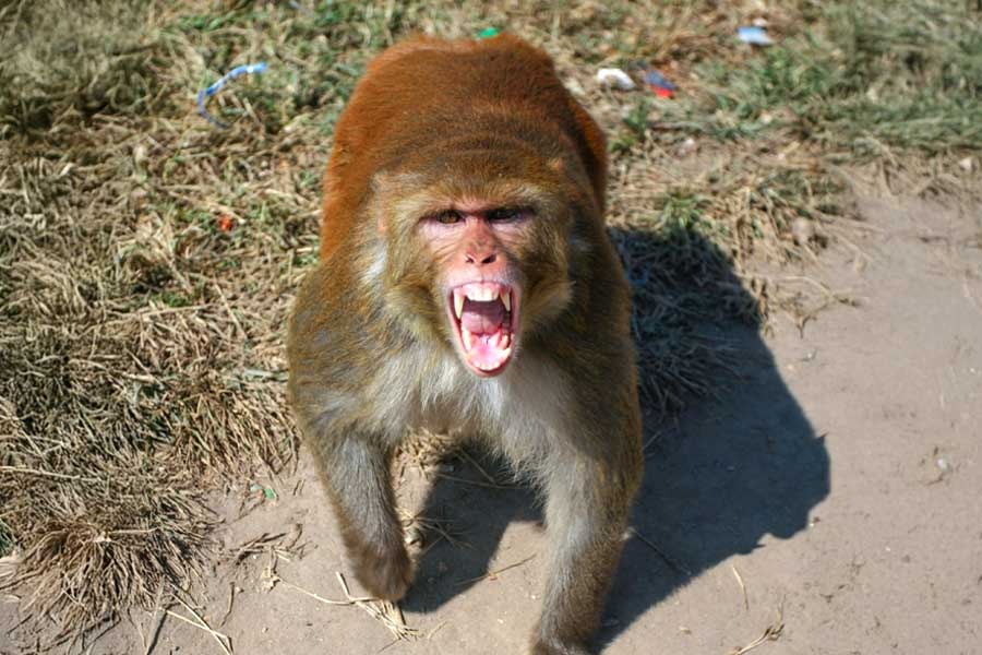 Infant sleeping at home in Uttar Pradesh snatched by monkeys
