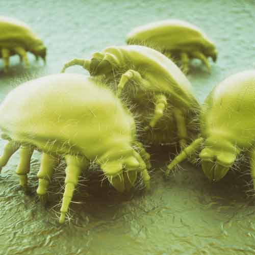 Bed Mites