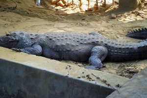 Crocodile went out as Alipore Zoo struggles with Water logging problem