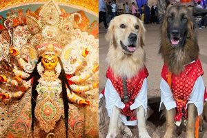 Durga Puja 2025: Dog squad visiting Kolkata puja pandal