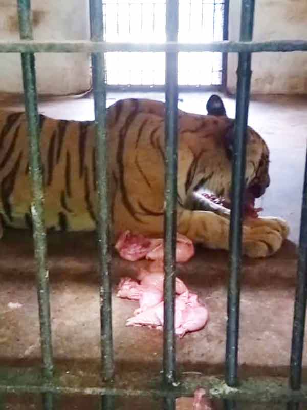 Tigress