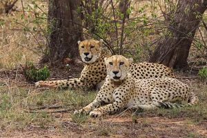 India is likely to receive a new batch of cheetahs by December this year
