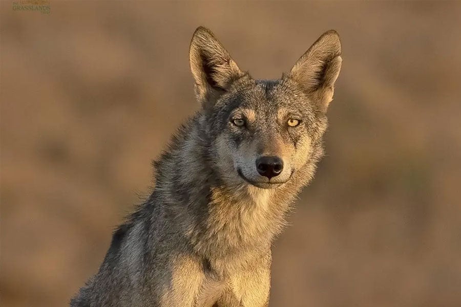 Wolf attack in Uttar Pradesh Bahraich