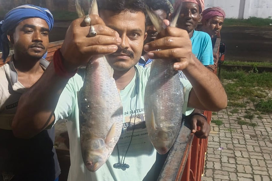 Padma hilsa enters India across Bangaon border
