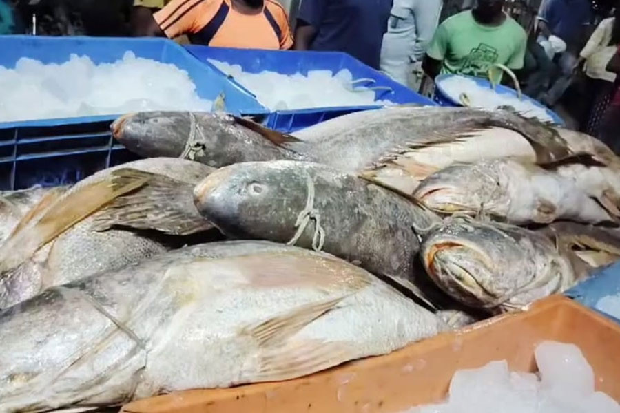 50 Nore Bhola fish caught, bids reach 4.5 lakh at Diamond Harbour