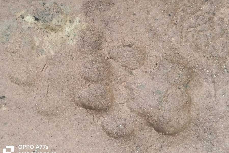 tiger pugmarks in lalgarh forest epartment keeping an eye