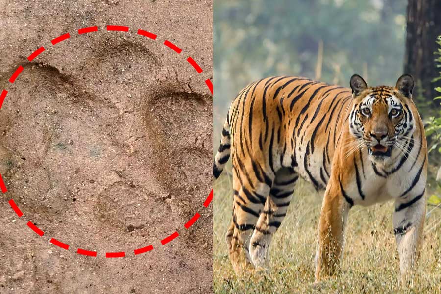 tiger pugmarks in lalgarh forest epartment keeping an eye
