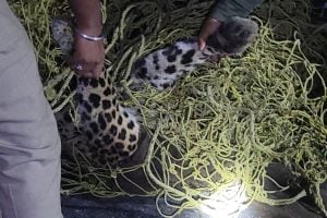 Adult leopard dies after being hit by speeding car in Madarihat
