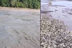Dolomite from Bhutan makes pollution and damagae to the crops in Alipurduar