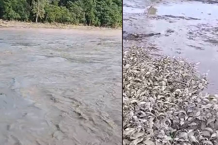 Dolomite from Bhutan makes pollution and damagae to the crops in Alipurduar