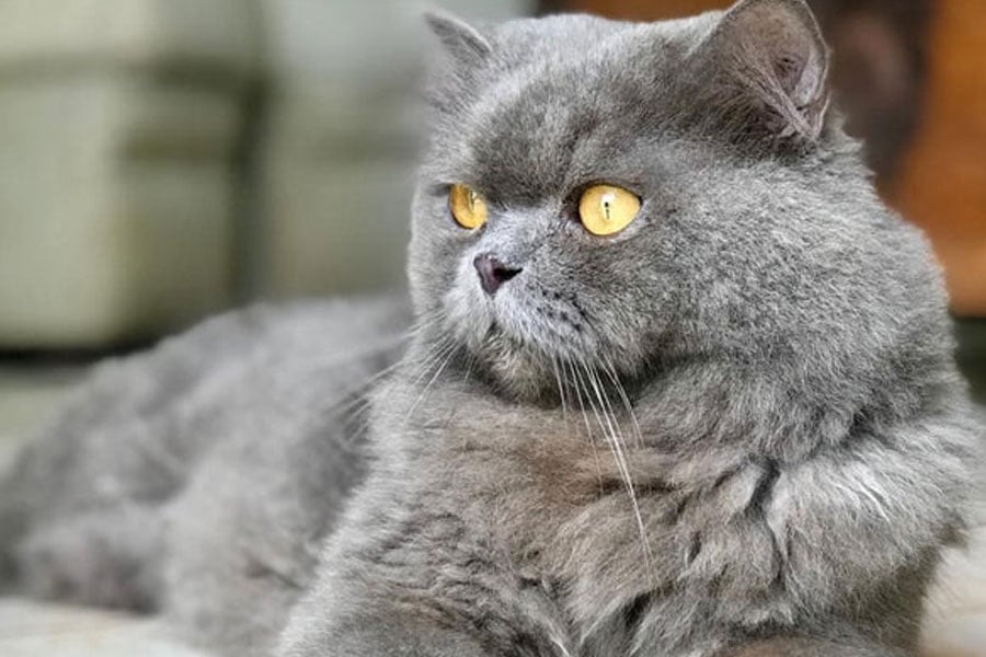 One accused arrested in Persian cat missing case