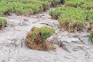 250 bighas tea garden in Alipurduar destroyed