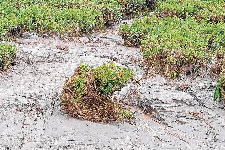250 bighas tea garden in Alipurduar destroyed