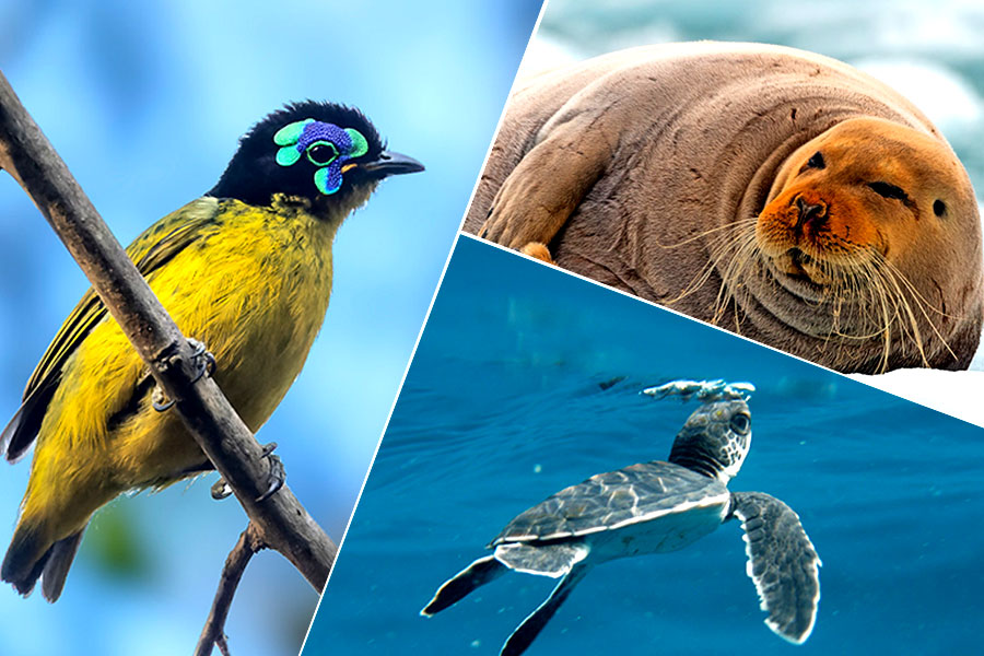 Environment News: more than 48000 species now at risk of extinction, report by World's top conservation body