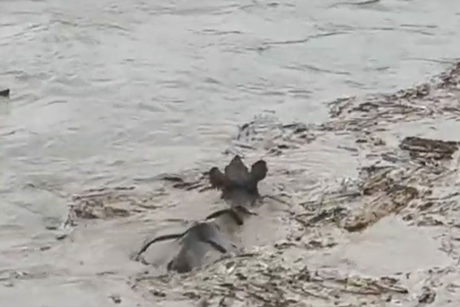 Heavy rains cause concern in North Bengal sanctuary