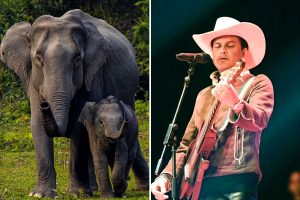 kazirangas-newborn-elephant-calf-named-mayabini-after-zubeen-gargs-song