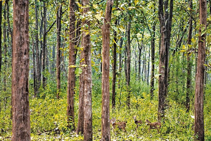 Forest Department's thought of ​​tree transplantation to green Kolkata