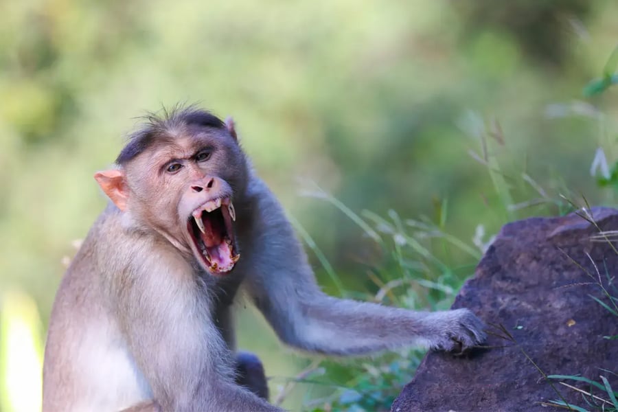 Howrah kadamtala monkeys create problem for local people