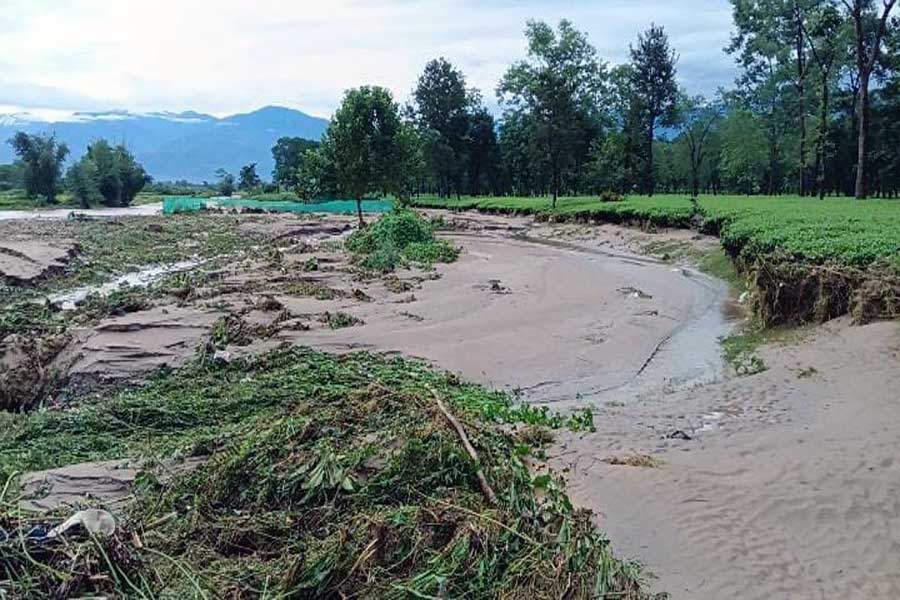 heavy rain in north Bengal may damage tea industry, 100 crore loss may happen