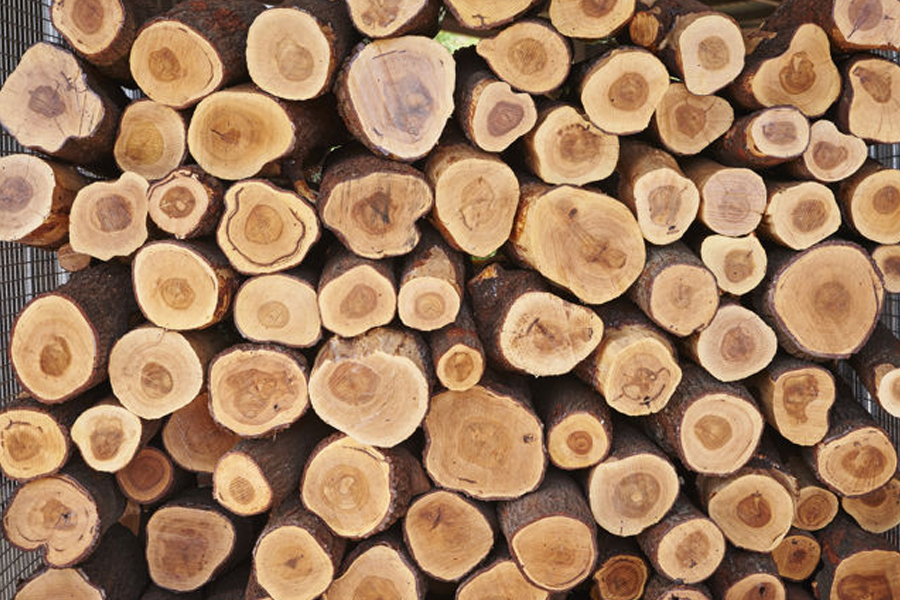 Committee report on improvement of sandalwood in India