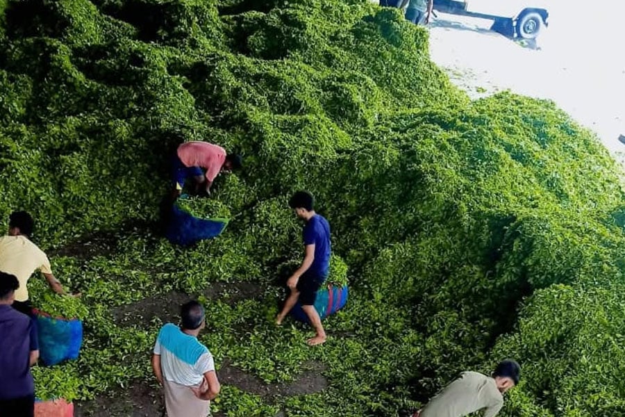 40 tea gardens in Dooars destroyed by rain