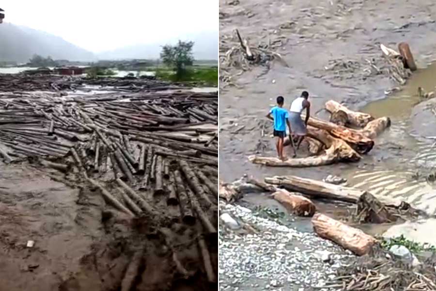 North Bengal Flood | In the aftermath, locals of Cooch Behar and Alipurduar sell floating timber
